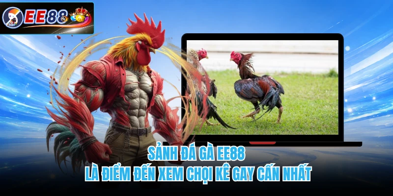 Sảnh đá gà EE88 là điểm đến xem chọi kê gay cấn nhất