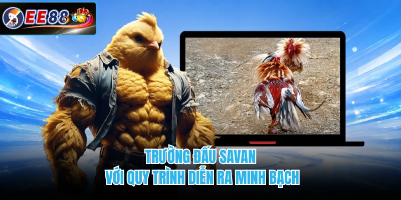 Trường đấu Savan với quy trình diễn ra minh bạch